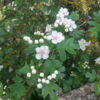 Alcoolature Aubépine Bio (Crataegus monogyna) - Image 2