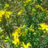 Alcoolature Millepertuis Bio (Hypericum perforatum) - Image 2