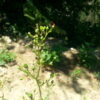 Alcoolature Scrophulaire ou Scrofulaire noueuse Bio (scrophularia nodosa) - Image 2