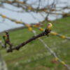 Gemmothérapie Arbre de Judée Bio (Cercis siliquastrum) - Image 2