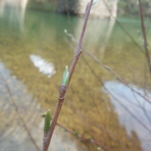 Gemmothérapie Saule blanc Bio (Salix alba)