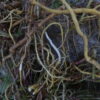 Alcoolature Ortie dioique Racines Bio (Urtica dioica) - Image 2