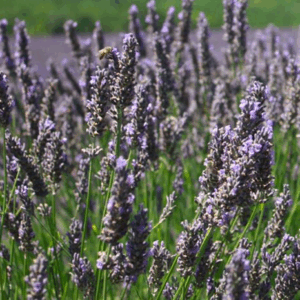 Eau Florale Lavandin Bio (Lavandula x intermedia grosso)