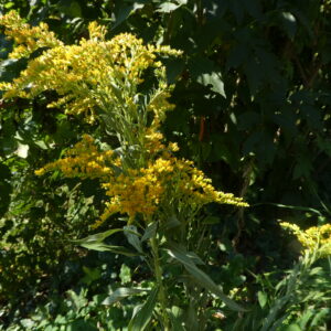 Alcoolature Solidage Verge d'Or Bio (Solidago canadensis)