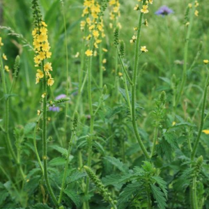 Alcoolature Aigremoine eupatoire Bio (Agrimonia eupatoria)