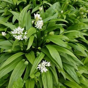 Alcoolature Ail des Ours Bio (Allium ursinum)