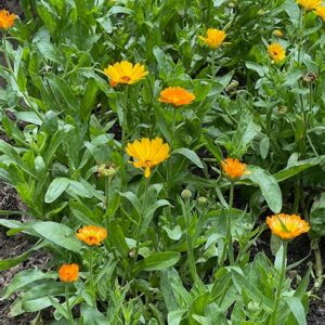 Alcoolature Calendula officinal Bio (Calendula officinalis)