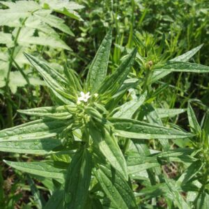 Alcoolature Gremil Bio (Lithospermum officinale)