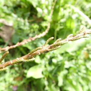 Gemmothérapie Tamaris Bio (Tamarix gallica)