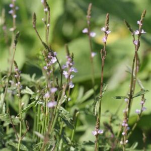 Alcoolature Verveine officinale (Verbena officinalis)
